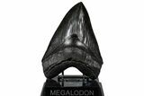 Top Quality, Fossil Megalodon Tooth - South Carolina #307427-1